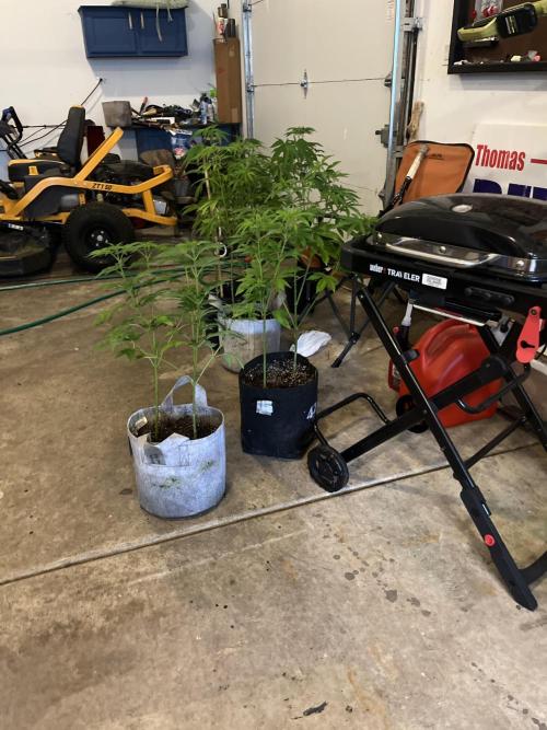 Kannabia OreoZ outdoor/indoor. Week 7