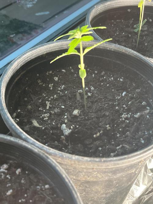 Homegrown Cannabis Co seeds Blue Lob. Week 2