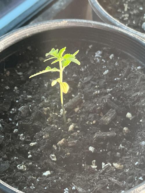 Homegrown Cannabis Co seeds Blue Lob. Week 2