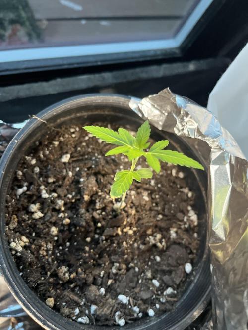 Homegrown Cannabis Co seeds Blue Lob. Week 2