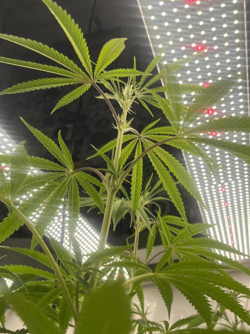 Kannabia OreoZ outdoor/indoor. Week 8