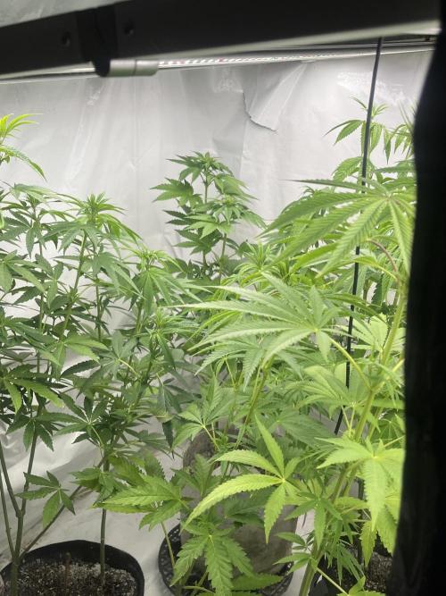 Kannabia OreoZ outdoor/indoor. Week 8
