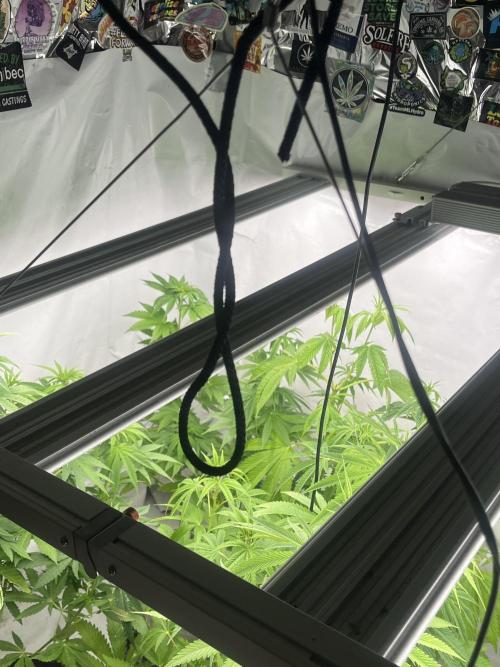 Kannabia OreoZ outdoor/indoor. Week 8