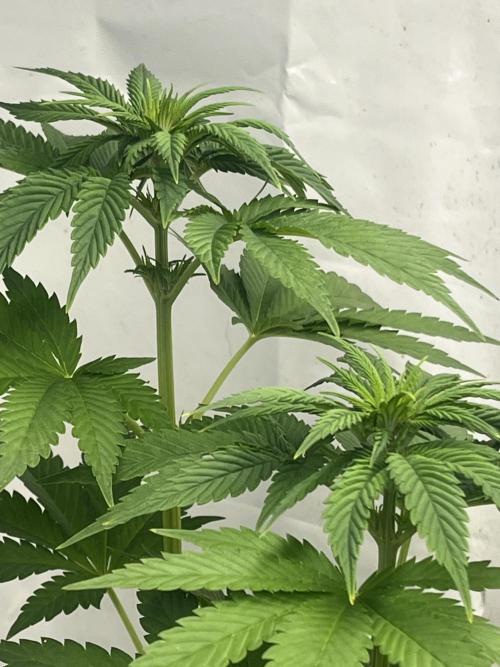 Kannabia OreoZ outdoor/indoor. Week 8