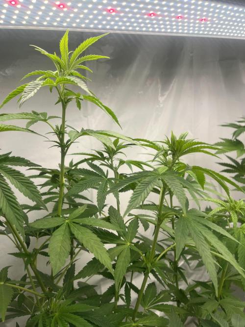 Kannabia OreoZ outdoor/indoor. Week 8