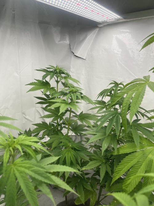 Kannabia OreoZ outdoor/indoor. Week 8