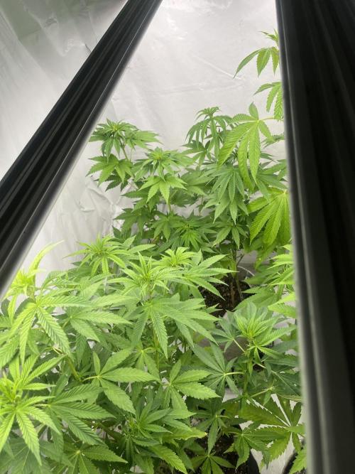 Kannabia OreoZ outdoor/indoor. Week 8
