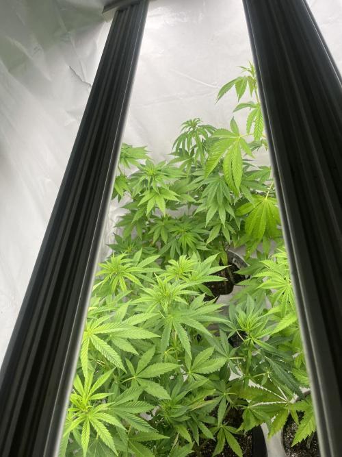 Kannabia OreoZ outdoor/indoor. Week 8