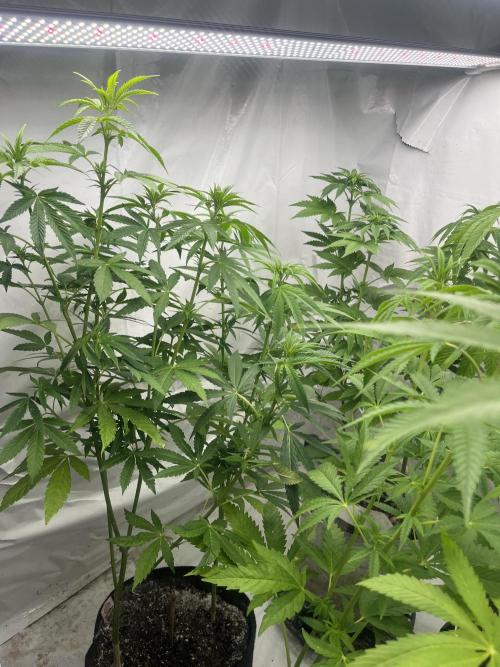 Kannabia OreoZ outdoor/indoor. Week 8