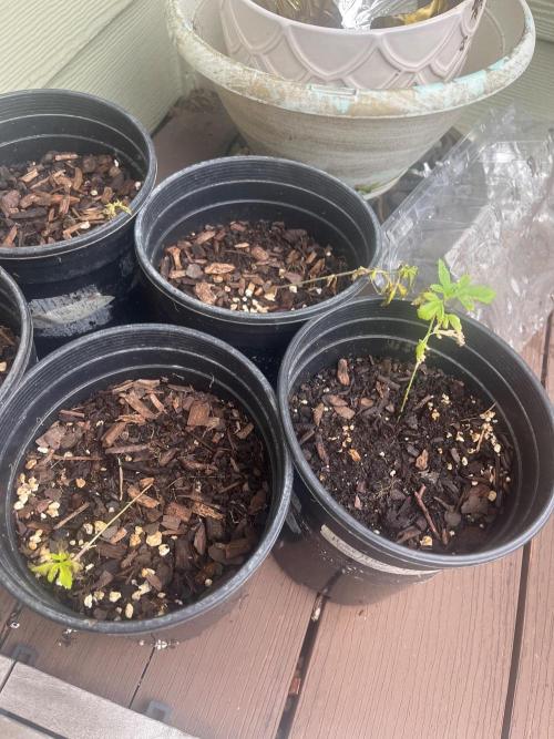 Homegrown Cannabis Co seeds Blue Lob. Week 3