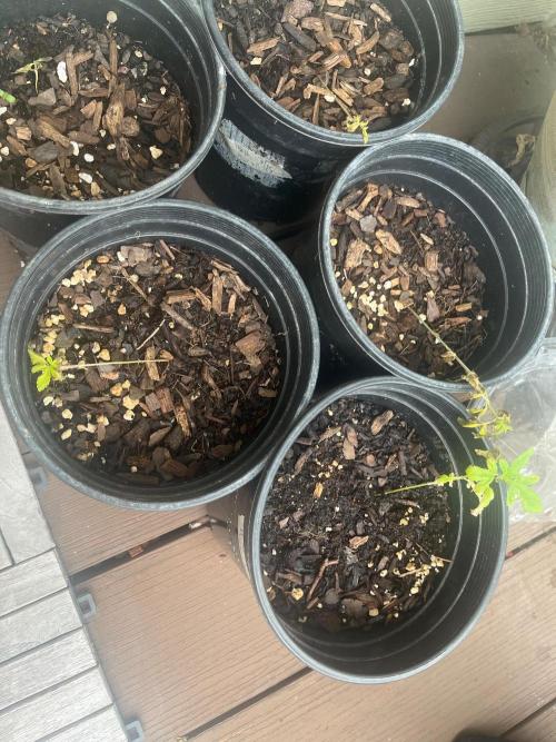 Homegrown Cannabis Co seeds Blue Lob. Week 3