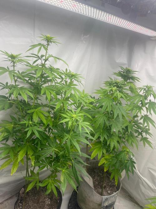 Kannabia OreoZ outdoor/indoor. Week 9