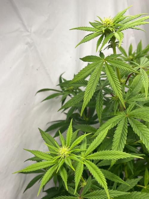 Kannabia OreoZ outdoor/indoor. Week 9