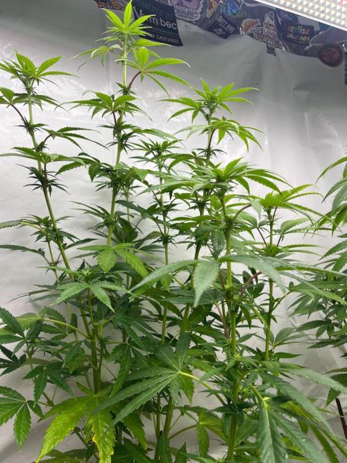 Kannabia OreoZ outdoor/indoor. Week 9