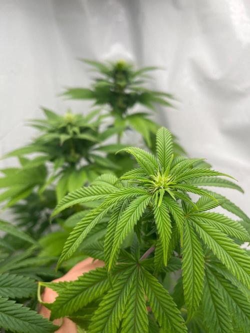 Kannabia OreoZ outdoor/indoor. Week 9