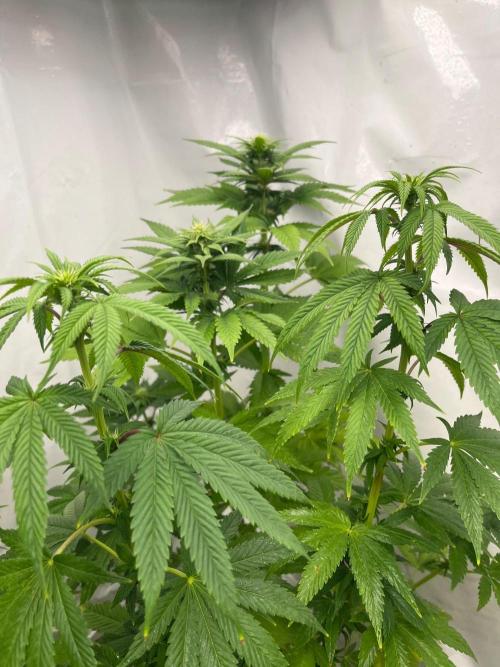 Kannabia OreoZ outdoor/indoor. Week 9