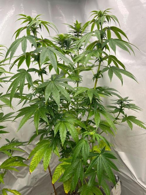 Kannabia OreoZ outdoor/indoor. Week 9