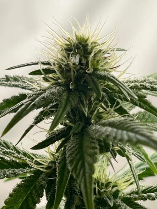 Kannabia OreoZ outdoor/indoor. Week 10