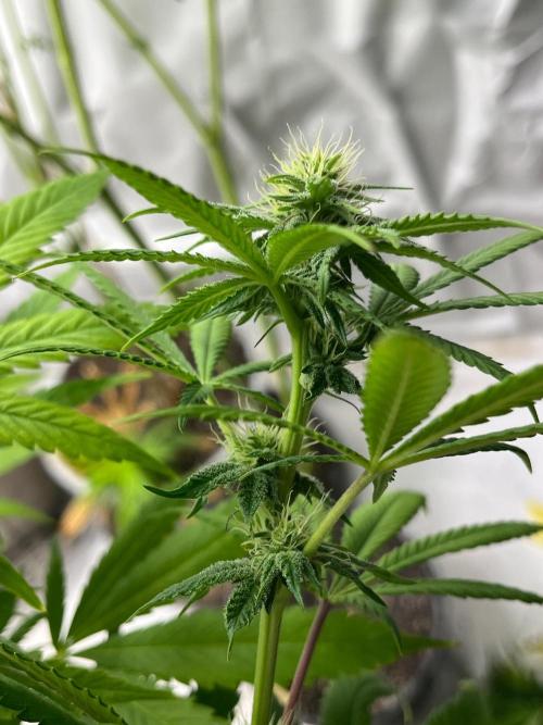 Kannabia OreoZ outdoor/indoor. Week 10