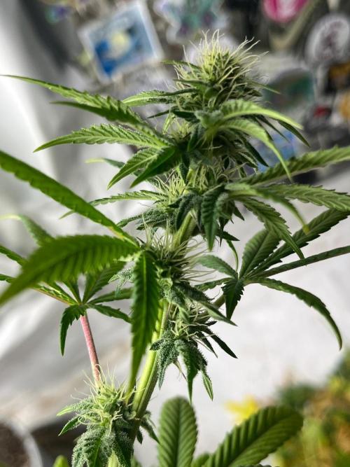Kannabia OreoZ outdoor/indoor. Week 10