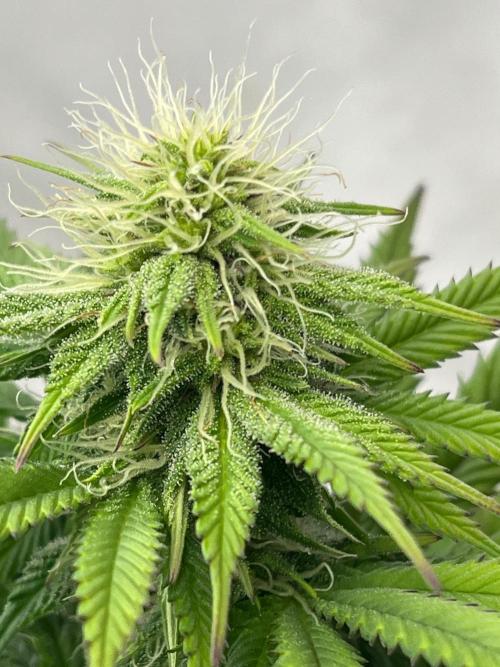 Kannabia OreoZ outdoor/indoor. Week 10