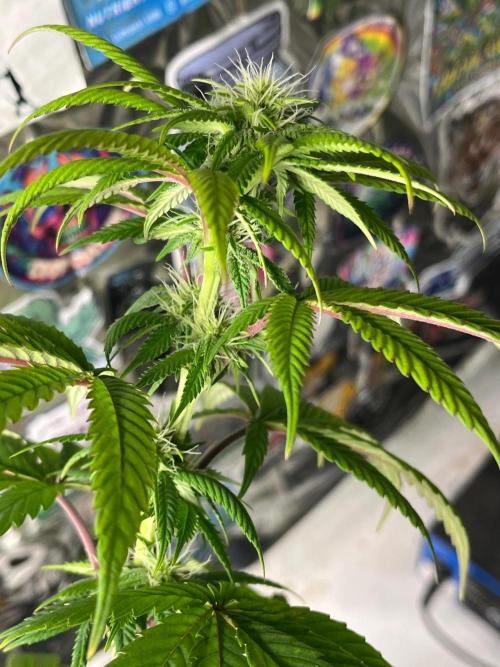 Kannabia OreoZ outdoor/indoor. Week 10