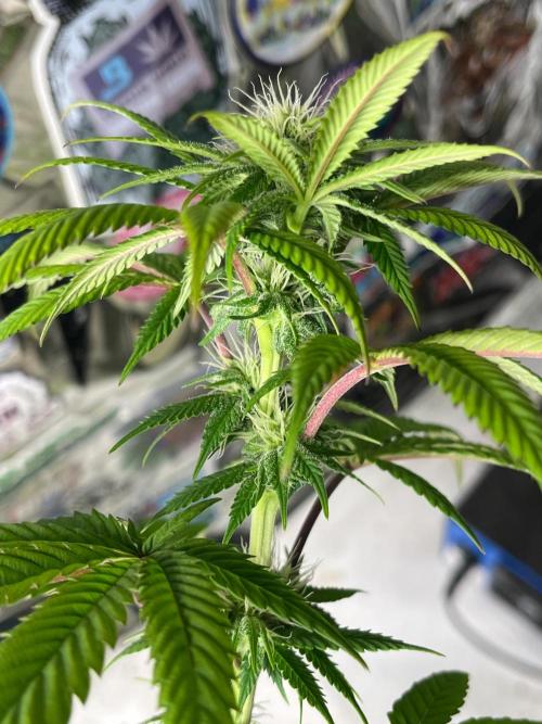 Kannabia OreoZ outdoor/indoor. Week 10