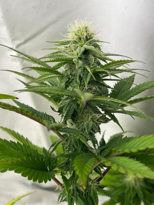 Kannabia OreoZ outdoor/indoor. Week 10