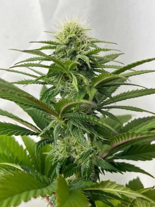 Kannabia OreoZ outdoor/indoor. Week 10