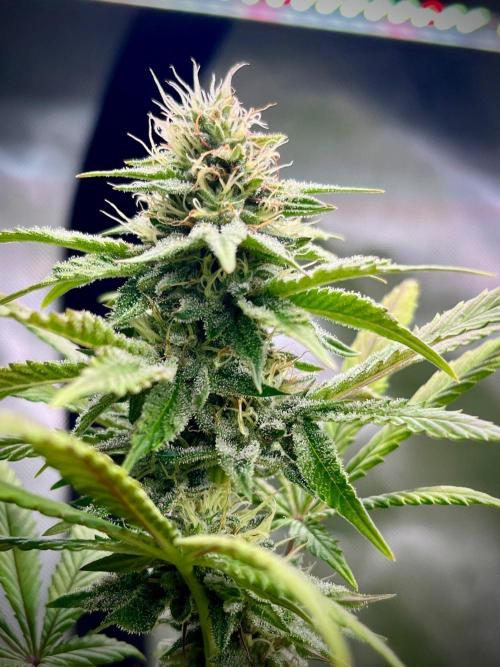 Kannabia OreoZ outdoor/indoor. Week 11