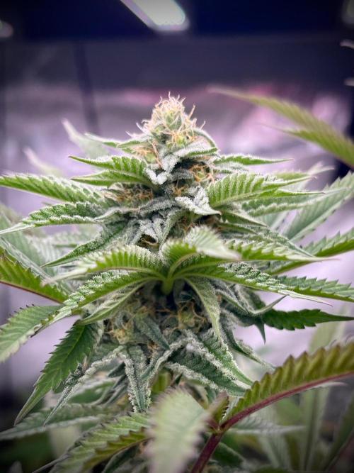 Kannabia OreoZ outdoor/indoor. Week 11