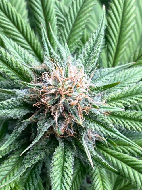 Kannabia OreoZ outdoor/indoor. Week 11