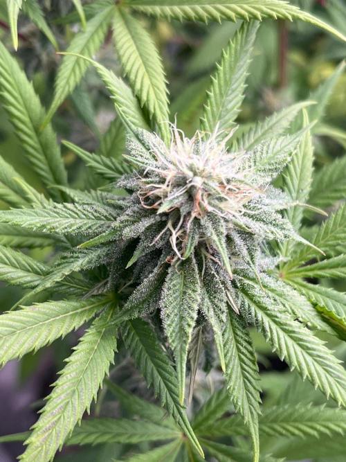 Kannabia OreoZ outdoor/indoor. Week 11
