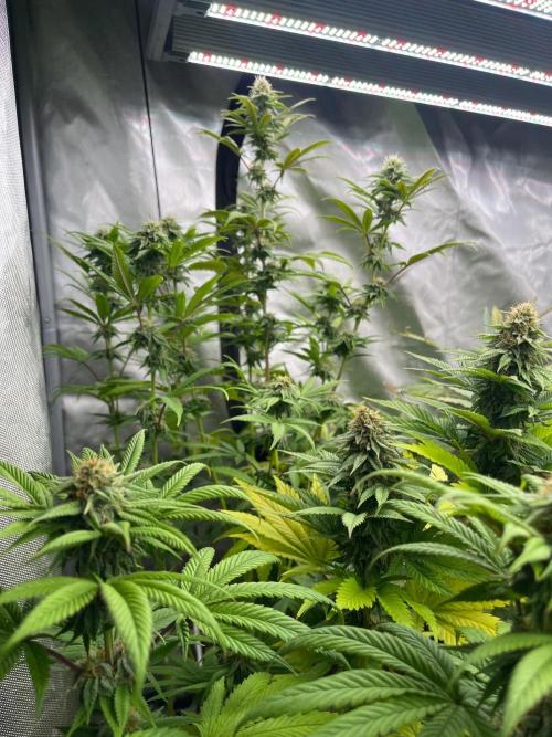 Kannabia OreoZ outdoor/indoor. Week 11