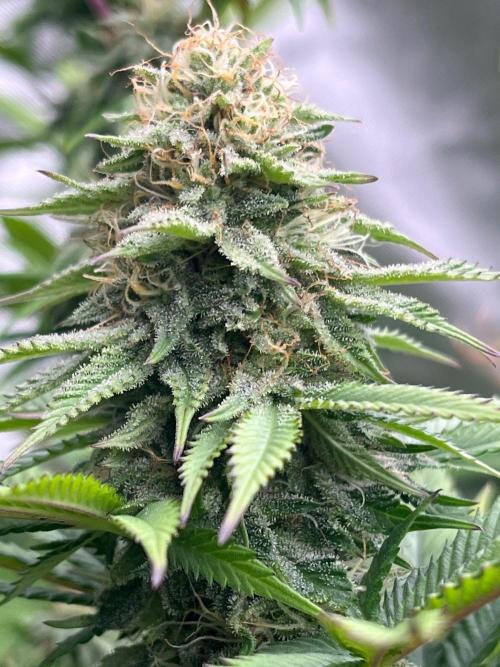 Kannabia OreoZ outdoor/indoor. Week 11
