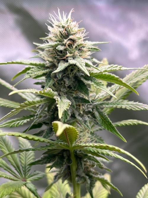 Kannabia OreoZ outdoor/indoor. Week 11
