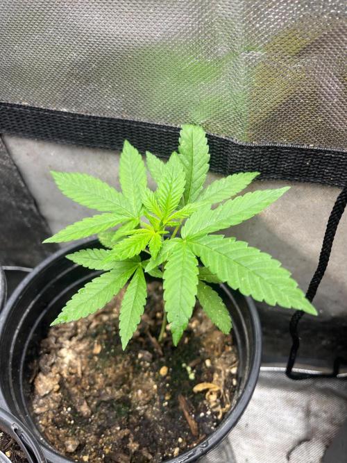 Homegrown Cannabis Co RESTART. Week 4