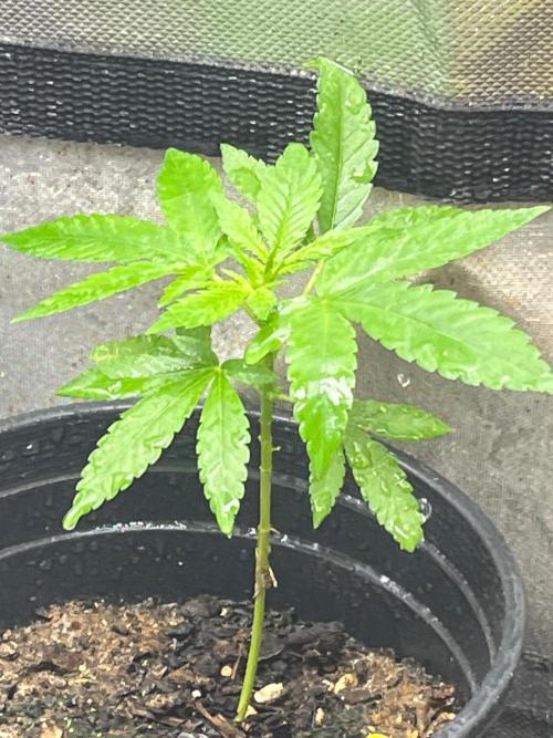 Homegrown Cannabis Co RESTART. Week 4