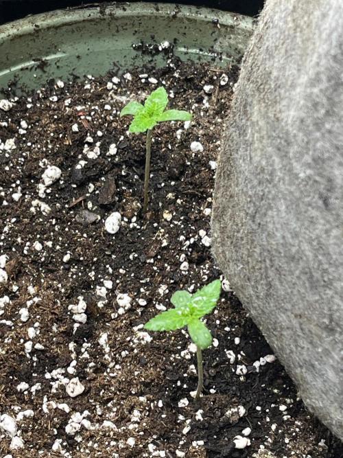 Homegrown Cannabis Co RESTART. Week 4