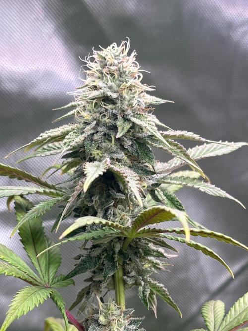 Kannabia OreoZ outdoor/indoor. Week 12