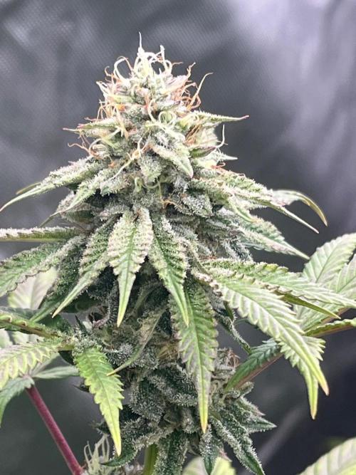 Kannabia OreoZ outdoor/indoor. Week 12