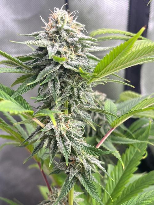 Kannabia OreoZ outdoor/indoor. Week 12