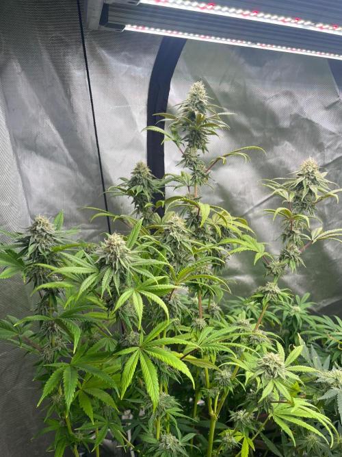 Kannabia OreoZ outdoor/indoor. Week 12