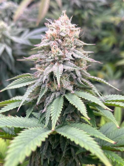 Kannabia OreoZ outdoor/indoor. Week 12