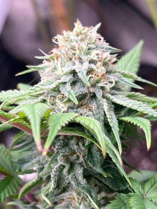 Kannabia OreoZ outdoor/indoor. Week 12
