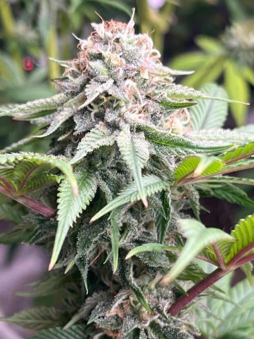 Kannabia OreoZ outdoor/indoor. Week 12