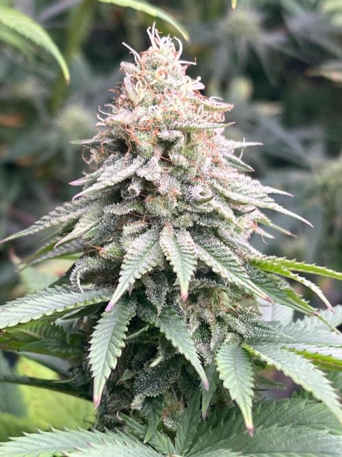 Kannabia OreoZ outdoor/indoor. Week 12