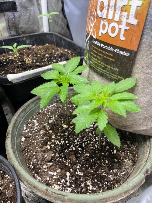 Homegrown Cannabis Co RESTART. Week 6