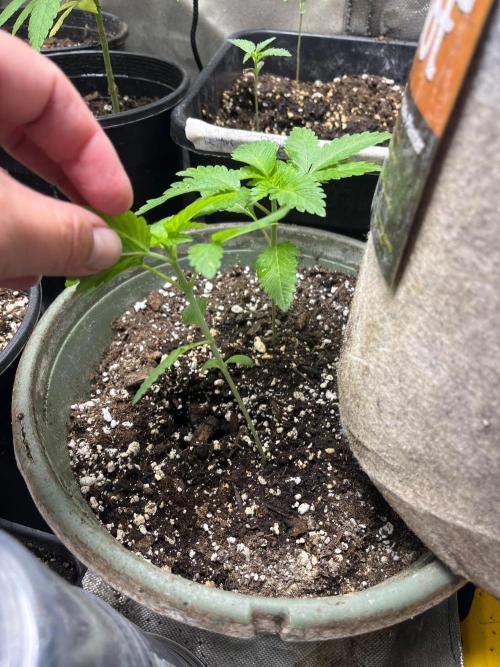 Homegrown Cannabis Co RESTART. Week 6