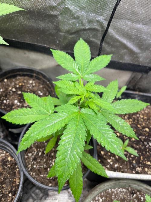 Homegrown Cannabis Co RESTART. Week 6